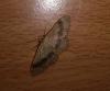 Idaea aversata
